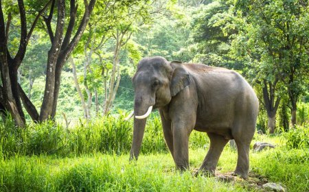 Elephant trampling claims three lives in Bargarh