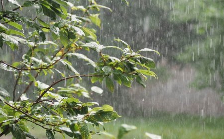 ରାଜ୍ୟରେ ଆଗାମୀ ତିନି ଦିନ ଯାଏ ବର୍ଷିବ  ବର୍ଷା