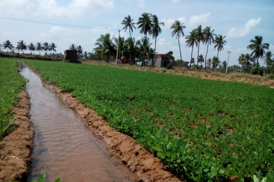 Centre grants final forest clearance for Odisha's Brutang irrigation project