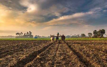 Odisha to roll out CM Kisan Yojana with enhanced benefits for farmers