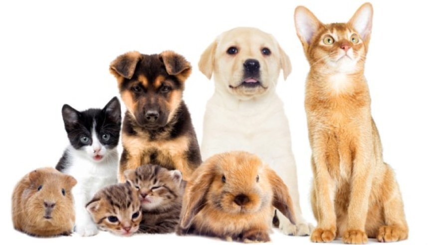 Odisha to introduce pet crematoriums for dogs, cats, and other animals