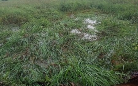 Odisha govt orders assessment of crop damage after unseasonal rainfall