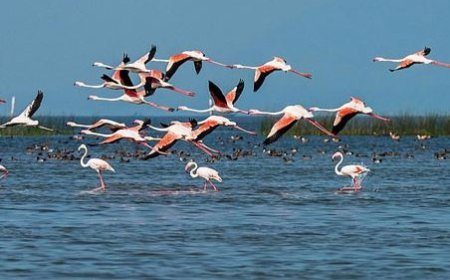 Bird census reveals rising species count in Odisha’s wetlands