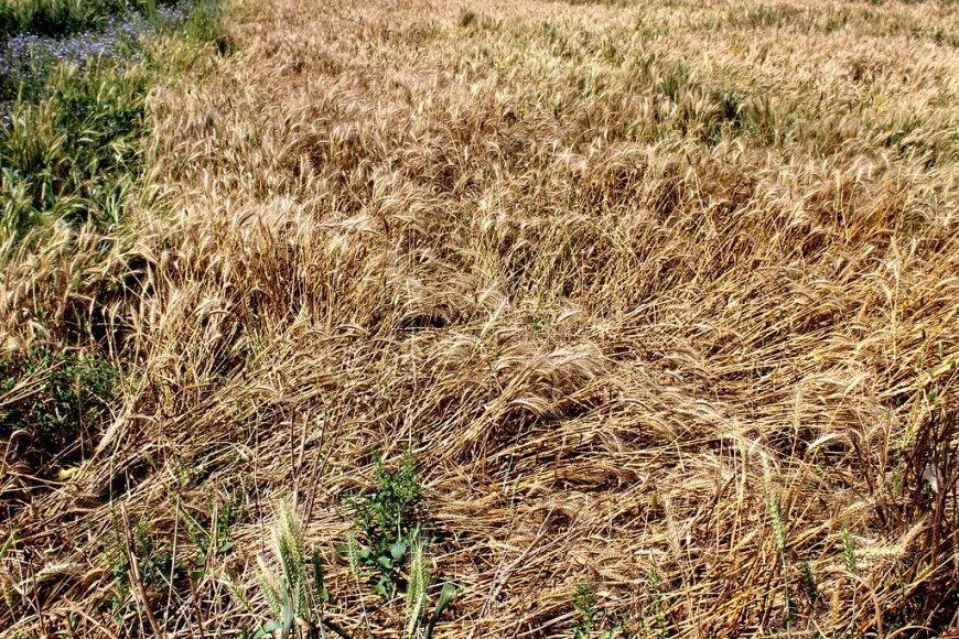 Devastated by crop damage, Odisha farmer succumbs to heart attack