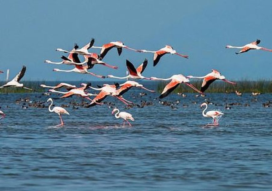 Bird census reveals rising species count in Odisha’s wetlands