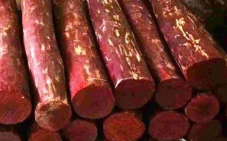 Odisha to conduct fourth phase of global e-auction for red sandalwood on April 9