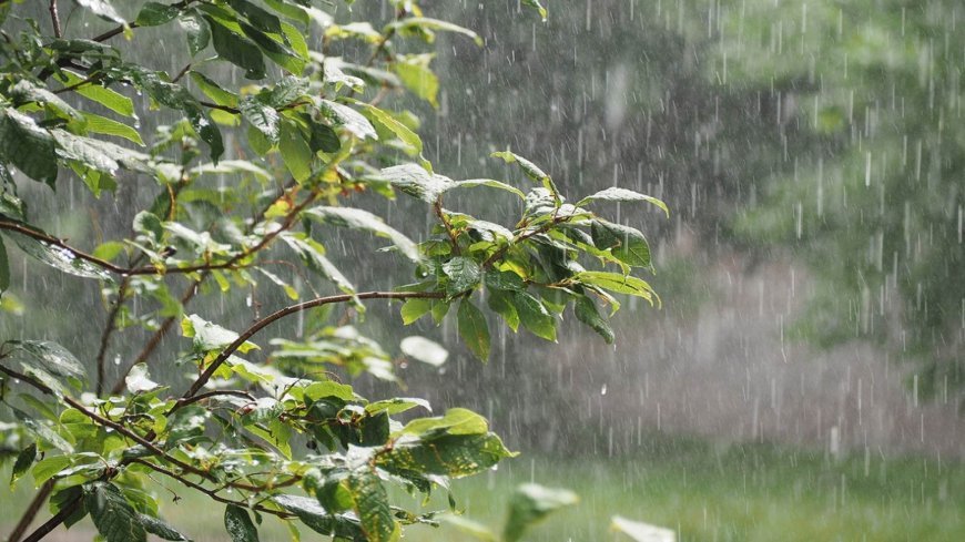 Odisha braces for rainfall as Bay of Bengal low pressure system strengthens