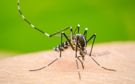 Odisha reports 2,759 Dengue cases amidst heavy rainfall