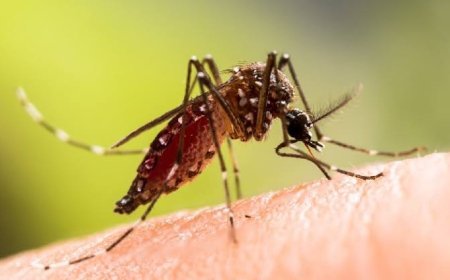 ରାଜ୍ୟରେ ହଜାରେ ଟପିଲା ଡେଙ୍ଗୁ ରୋଗୀଙ୍କ ସଂଖ୍ୟା