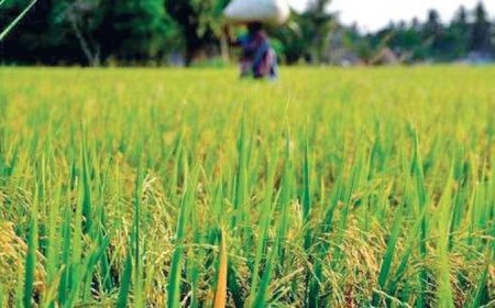 Odisha Govt declares holiday on August 29 for Nuakhai festival, second saturday to be a working day