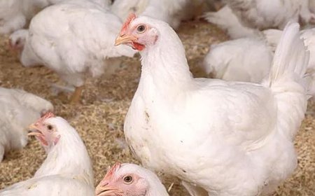Two suspected human cases of bird flu detected in Odisha's Puri