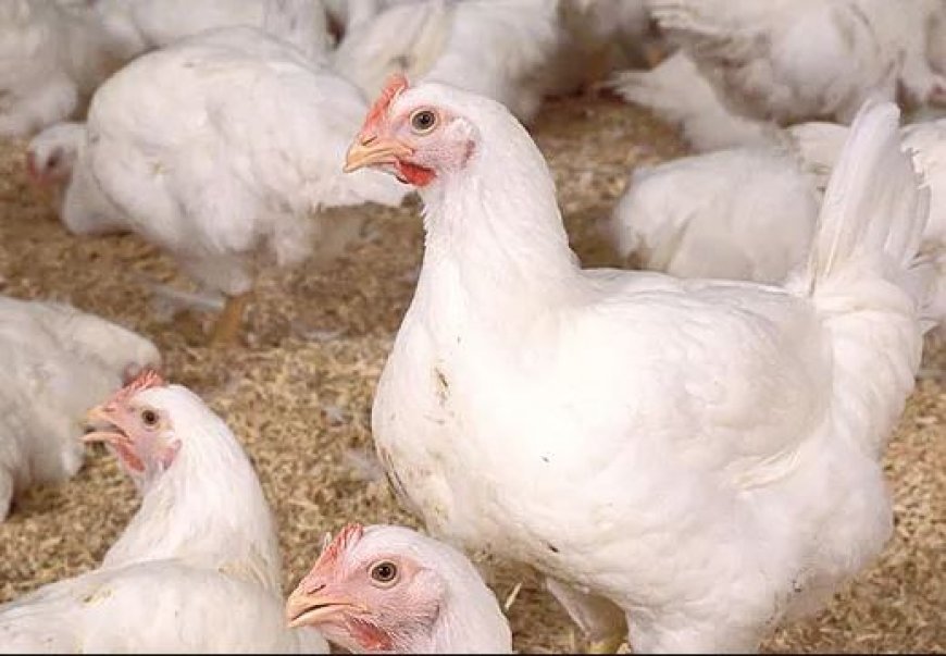 Central team to assess Odisha bird flu outbreak