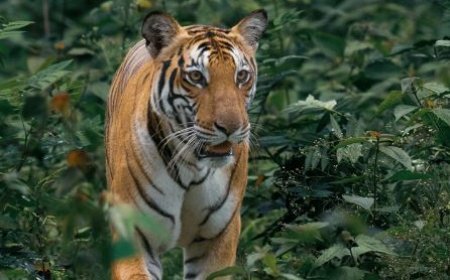 Tigress Jamuna settles into Similipal with successful hunt, conservation hopes rise