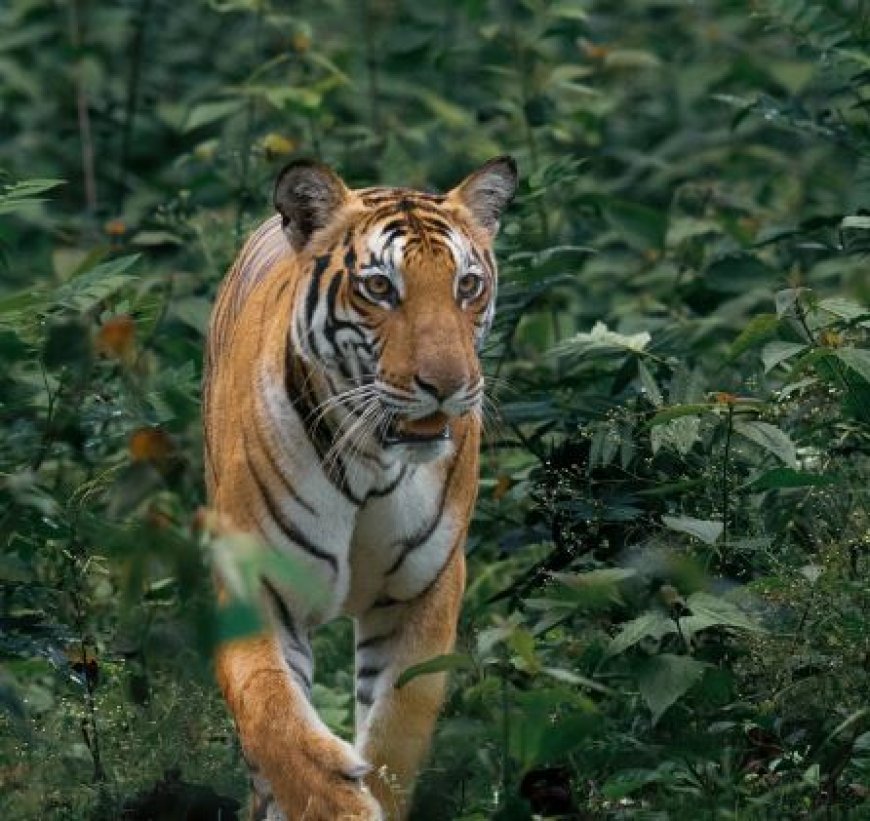 Tigress Zeenat strays into West Bengal after leaving Jharkhand