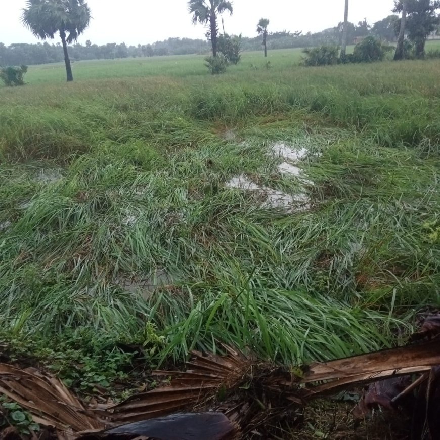 Odisha govt orders assessment of crop damage after unseasonal rainfall