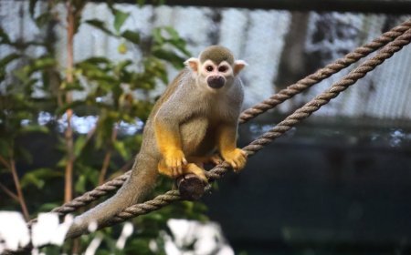 Nandankanan Zoo unveils India's first exotic primate enclosure complex