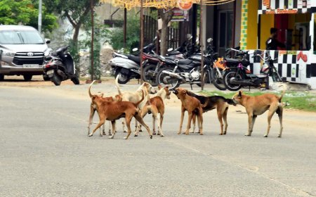Odisha reports over 5.20 lakh dog bite cases in 22 months