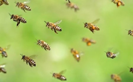 Bee attack claims life of Junior Engineer in Odisha