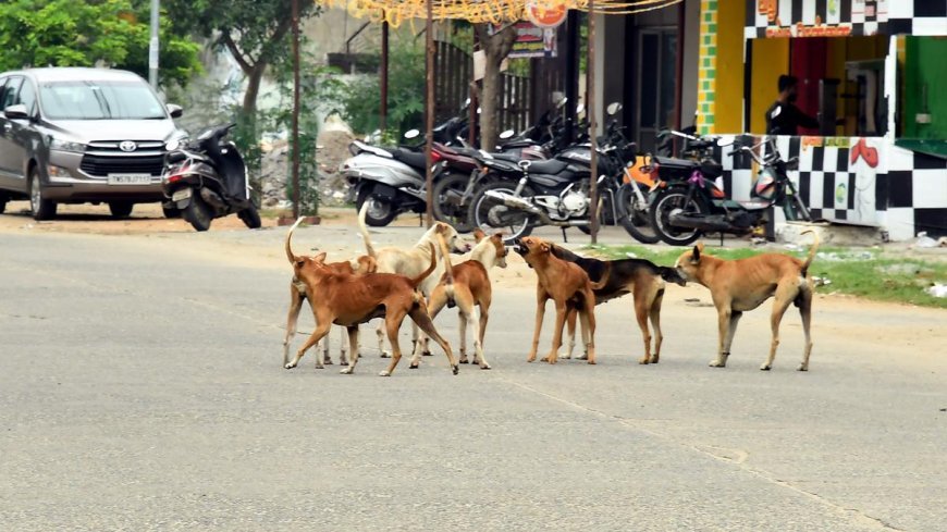 Odisha reports over 5.20 lakh dog bite cases in 22 months