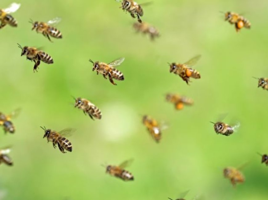 Bee attack claims life of Junior Engineer in Odisha