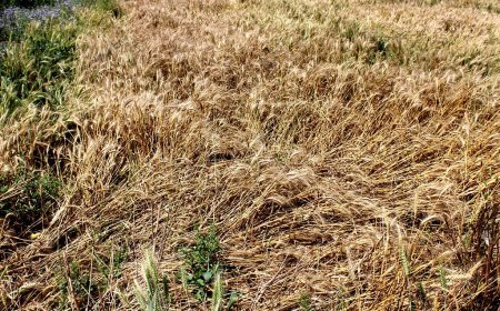 Devastated by crop damage, Odisha farmer succumbs to heart attack
