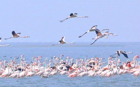 Odisha Forest dept tracks flamingos with innovative GPS technology