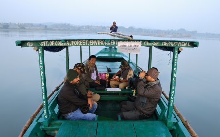 Odisha launches annual mid-winter bird census across key wetlands