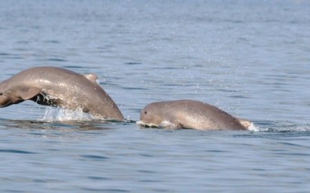 Odisha's Chilika lake kicks off three-day dolphin census