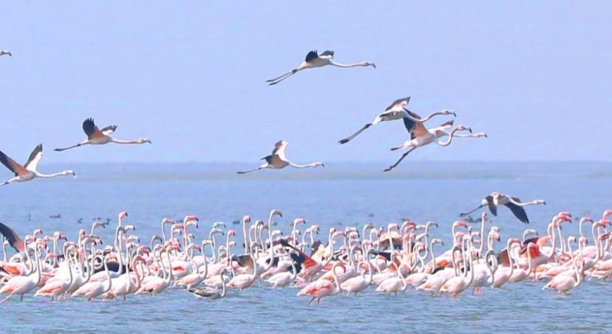 Odisha Forest dept tracks flamingos with innovative GPS technology