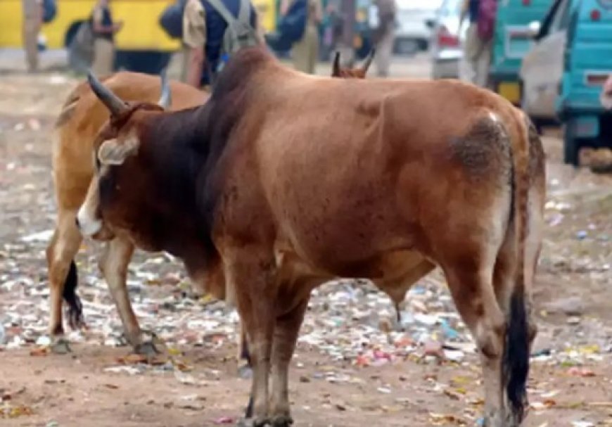 Woman succumbs to injuries after bull attack in Bhubaneswar