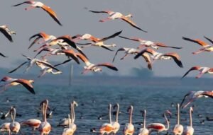 birds Chilika