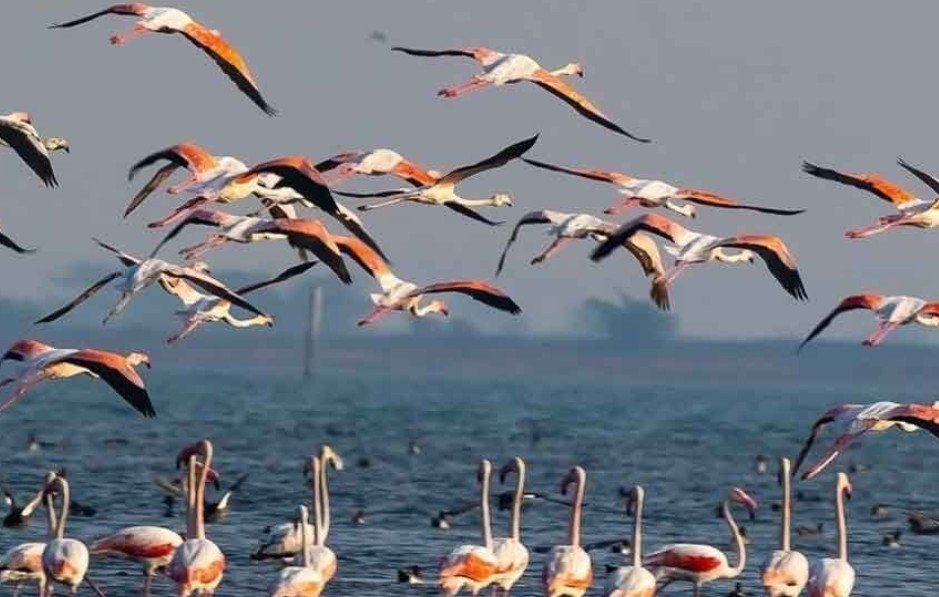 birds Chilika