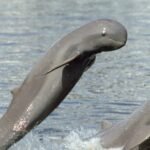 Irrawaddy dolphin