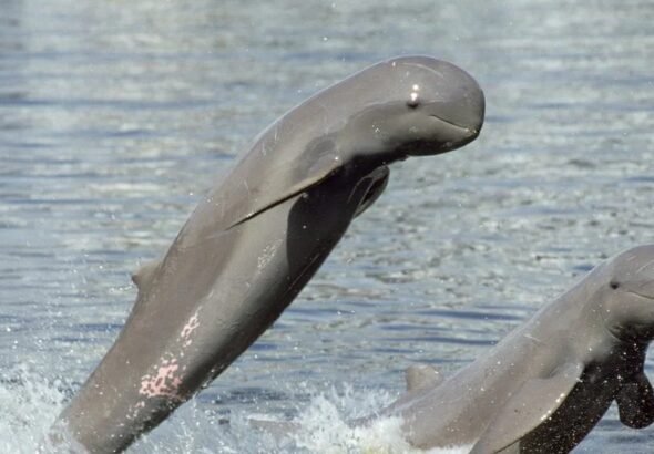 Irrawaddy dolphin