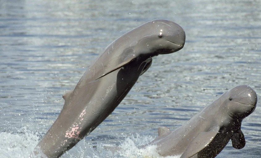 Irrawaddy dolphin