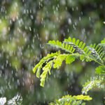 rain