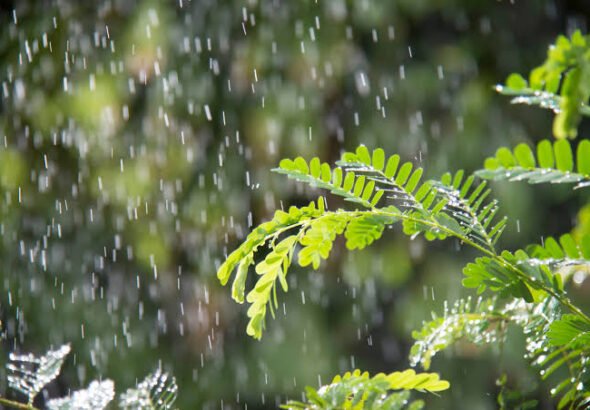 rain