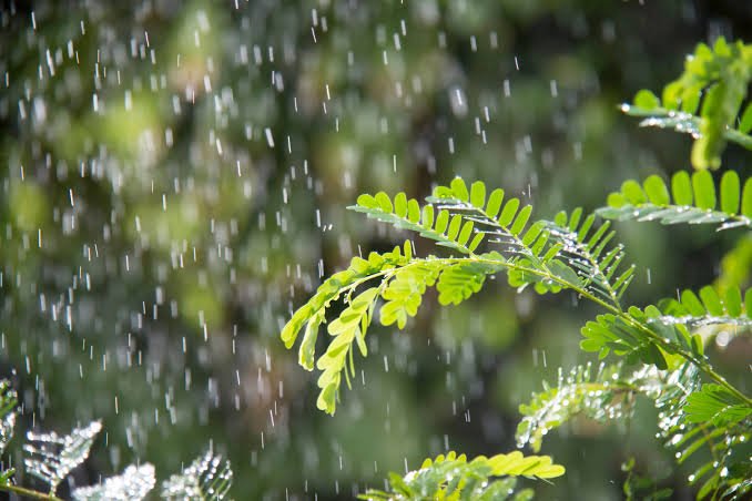 rain